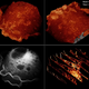 Illustration for article titled New microscope produces 3D movies of live cells in action